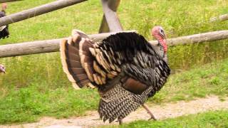 Wyoming Wild Turkey Strut [upl. by Kenji]