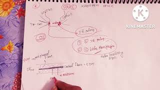 Brain herniation part 1kernohans notch phenomenonuncal herniation [upl. by Blasius]