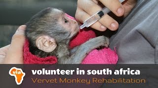 Baby Season at the Vervet Monkey Rehabilitation Project [upl. by Nila]