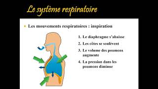 Révision du système respiratoire pour ST3 [upl. by Arther]