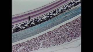 5minute HistoClip from The Eye DVD 25 in the Visual Histology DVD Series wwwvisualhistologycom [upl. by Aifoz]