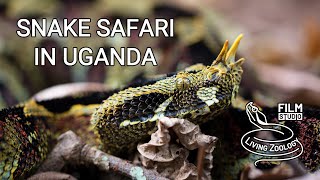 Snake Safari in Uganda wildlife documentary by Living Zoology [upl. by Laurianne265]