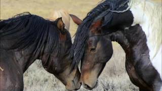 Sanft EINSCHLAFEN mit DEINEM PFERD 💜 Fantasiegeschichte [upl. by Ely]