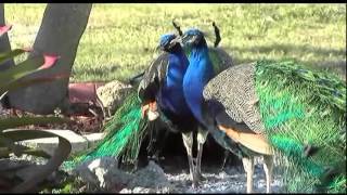 Tranquilizer darts used to remove peacocks on Longboat [upl. by Iak]