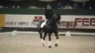 Dressage Horses Dressur Pferde Jumpstyle Music [upl. by Garges]