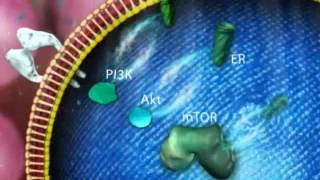 The mTOR pathway in ER advanced breast cancer [upl. by Bork]