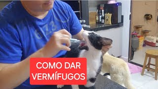 COMO DAR VERMÍFUGO PARA GATOS EM CASA🫣🫣🫣🫣 [upl. by Akitahs]