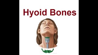 Hyoid Bone  The Bodys Only Floating  2024 [upl. by Nylad]