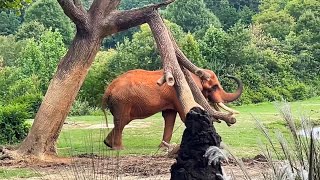 The North Carolina ZOO at Asheboro  Africa Exhibit  August the 11th 2024 [upl. by Roeser352]