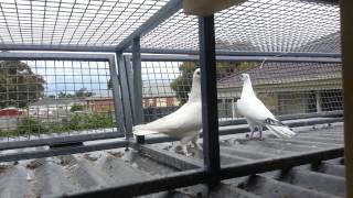 Pigeon loft Melbourne Australia [upl. by Pammi]