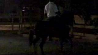 MARCOS AURELIO PASO FINO LOIZA PR [upl. by Hinze262]