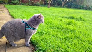 Blue British Shorthair Cat Coconut [upl. by Aidekal]