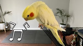 Female Cockatiel Singing Sounds [upl. by Keller]