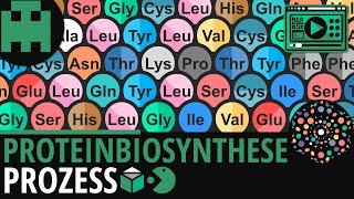 Proteinbiosynthese │Biologie Lernvideo Learning Level Up [upl. by Eellah]