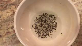 How To Grow a Kiwi Tree or Vine From Seed Days 024 [upl. by Datnow]