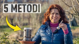 PIANTARE LAGLIO 5 metodi creativi per coltivarlo 🧄🧄 [upl. by Elena]