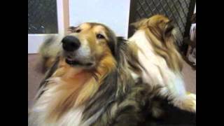 Funny Talking Collies [upl. by Cassilda]