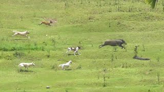 AMAZING BOAR HUNTING IN SUMATERA • BERBURU BABI DI PADANG PARIAMAN [upl. by Fevre241]