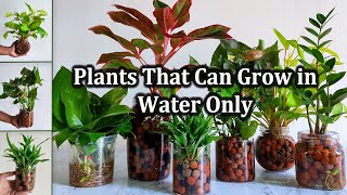 These Indoor Plants That Can Grow in Water Only at Home  How to grow plants in waterGREEN PLANTS [upl. by Itirp794]