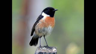 Stonechat call [upl. by Joey267]