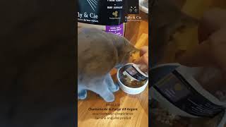 Expérience Chatterie Vif Argent chatterievifargent cat chat barf catvideos catfunny [upl. by Yesdnik827]