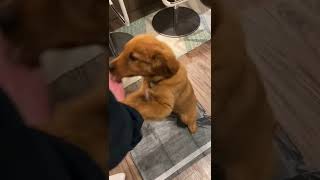 Red Golden Retriever Puppy 🐶 Introducing New Treat shorts golden goldenpuppy [upl. by Yelrebma497]