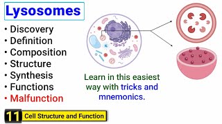 Lysosomes structure and function  Complete concept with Tricks  J Biology [upl. by Helena727]