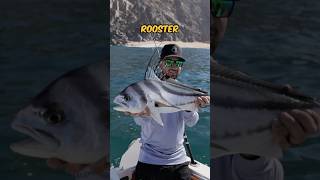 Live Mullet to Catch Rooster Fish 🎣 fishing shorts [upl. by Yasmar]