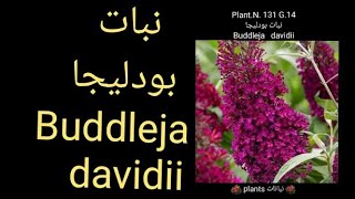 نبات بودليجا Buddleja davidii [upl. by Negriv]