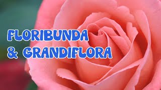 Introduction to Floribundas Grandiflora Hybrid Tea amp Polyanthus🌹🌹 Rose Gardening Beginners Guide [upl. by Cuthbert207]