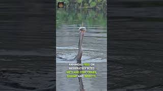 Anhinga  The Snakebird wildlife animalshorts birds anhinga snakebird [upl. by Eadith]