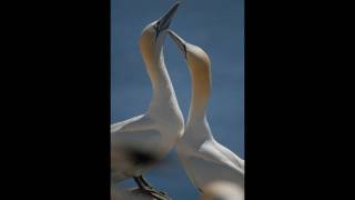 Saltee Islands 2010wmv [upl. by Ramah]