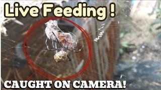 Argiope Appensa Gagambang Ekis Feeds On A Live Cockroach Part 2  FeedingFreenzyTV [upl. by Lenaj]