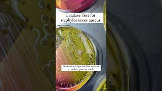 catalase test bpharma pharmacy pharmacist microbiology biotech [upl. by Aled]