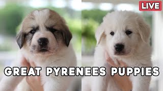 Great Pyrenees Puppy Livestream  Selections have been made amp Puppies are named [upl. by Llenrac]