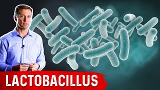 The Benefits of Lactobacillus a Friendly Microbe [upl. by Gardner374]