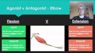 Anatomy 7  Agonist V Antagonist muscle pairs [upl. by Sarah]