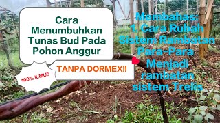 100 ILMU BARU‼️Cara menumbuhkan tunas bud tanpa dormex⁉️Membahas cara merubah sistem rambatan [upl. by Neerol430]