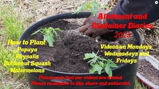 DWW Gardening 2023  How I Plant My Papaya Melons Physalis and Butternut Squash in Containers [upl. by Ahsiekat]