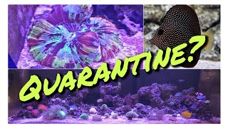 Ep 04 Quarantining new livestock how to Copper treatment  Disaster [upl. by Wey]