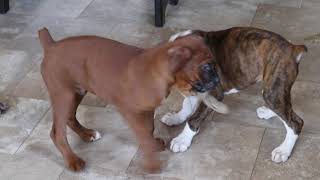 Boxer Puppies For Sale [upl. by Iclehc]