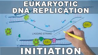 DNA Replication In Eukaryotes  Initiation [upl. by Turner]