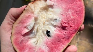 San Pablo Custard Apple Seedling Taste Test [upl. by Kunin]