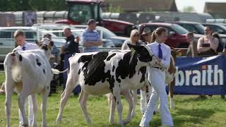 Young handlers Class Dairy Showmanship Championship at Ayr Show 2024 1st  Hattie Hassall [upl. by Olia]