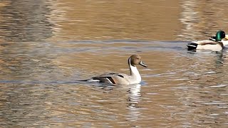 Northern Pintail part 1 Central Park NYC [upl. by Urquhart]