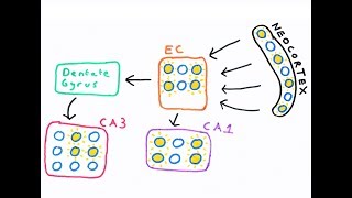 The Hippocampus and episodic memory [upl. by Elleret238]