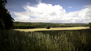 Time Lapse of Rhubarb Growing [upl. by Durant]