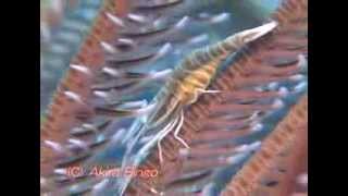 擬態上手「バサラカクレエビ」 Amboncrinoid shrimp アンボンクリノイドシュリンプ [upl. by Amada]