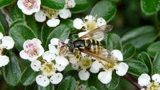 Cotoneaster Dammeri Bonsai in Bloom [upl. by Bainbrudge]