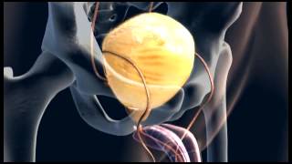 Animation Male Urinary System  3D Medical  ABP © [upl. by Anitsuj]